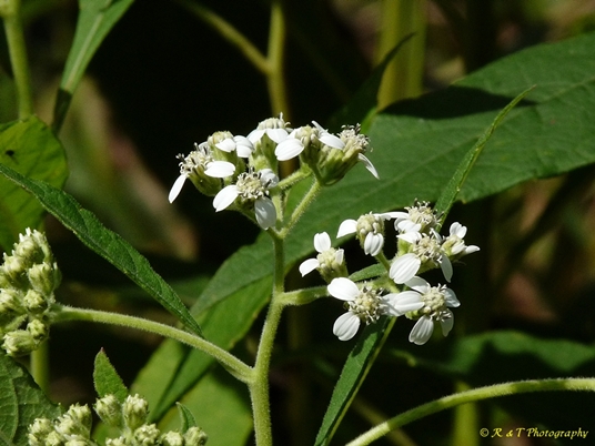 {Verbesina virginica}